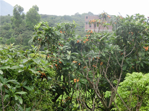 種植枇杷前用土壤速測儀進行土壤處理